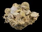 Exquisite Miniature Ammonite Fossil Cluster - France #31764-2